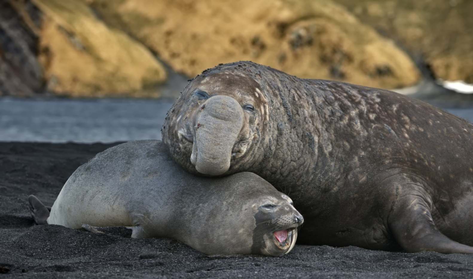 Elephant Seal with Baby